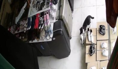 Anne Kedi Yavrularını Güvenli Dükkanına Taşıdı