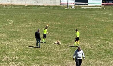 Hakemden Sahaya Giren Köpeğe Kırmızı Kart