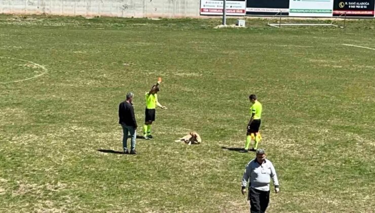 Hakemden Sahaya Giren Köpeğe Kırmızı Kart