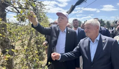 Zirai Don Felaketi: Üreticiler Zorda