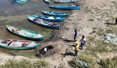 Beyşehir’de Çamura Saplanan İnek Traktörle Kurtarıldı