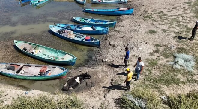 Beyşehir’de Çamura Saplanan İnek Traktörle Kurtarıldı