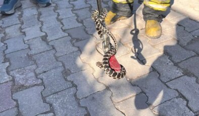 Seydişehir’de Evin Bodrumuna Giren Yılan Yakalandı