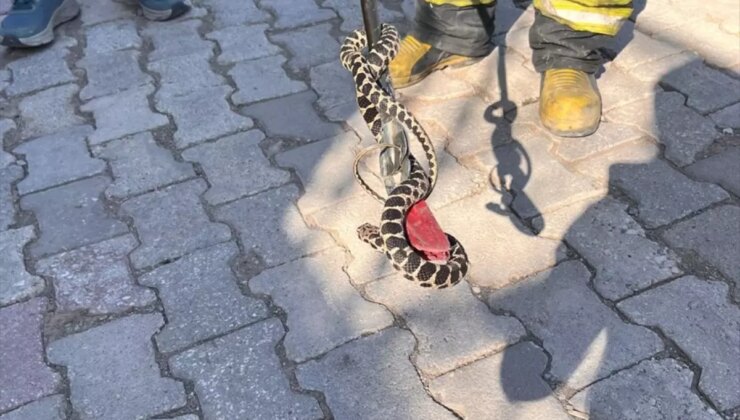 Seydişehir’de Evin Bodrumuna Giren Yılan Yakalandı